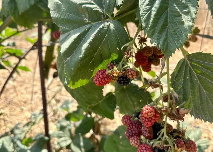 Casal Do Pequeno Feriehus