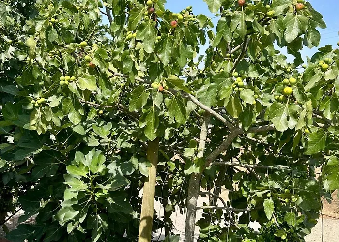 Feriehus Casal Do Pequeno Alcobaça